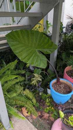 Alocasia 'Dark Star' (painted terracotta pot.)