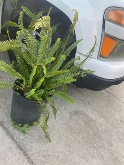 Plant