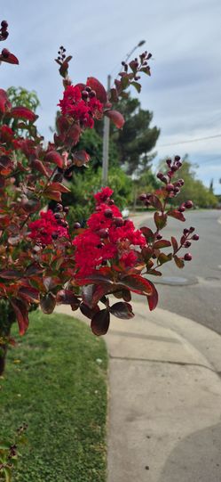 Red crape myrtle tree