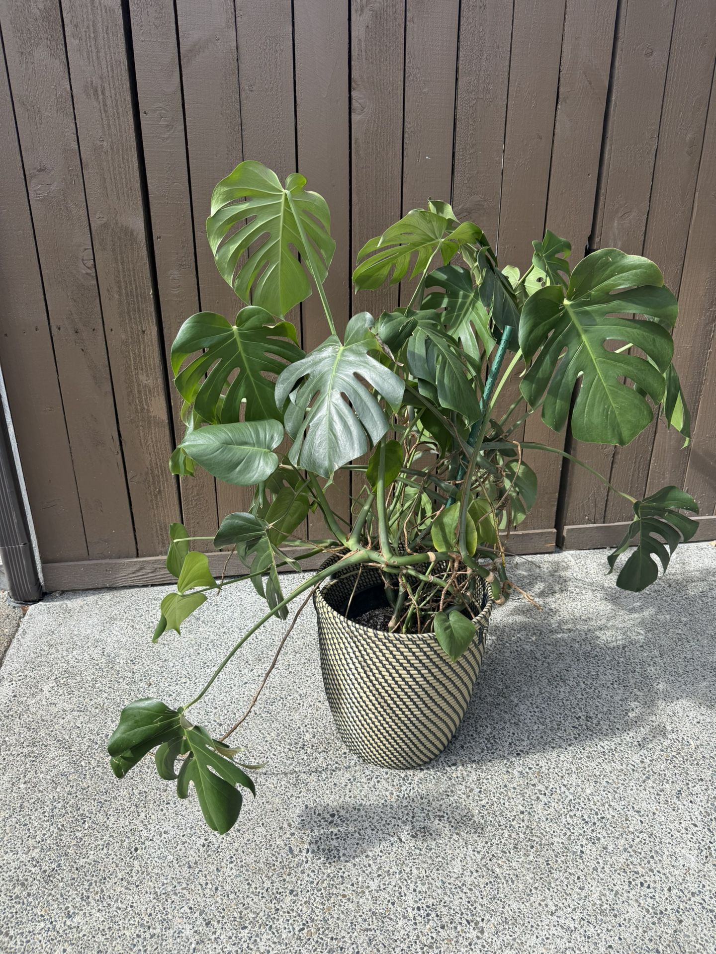 Monstera Plant