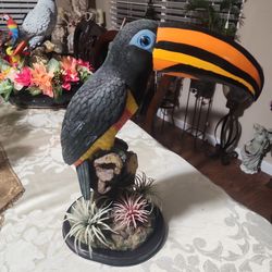 Toucan parrot