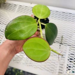 Hoya MB1414
