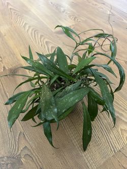 Hoya Pubicalyx *LIVE