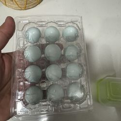 Celadon Quail Eggs Hatch 