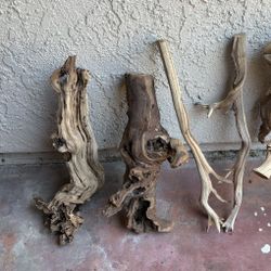 reptile driftwood