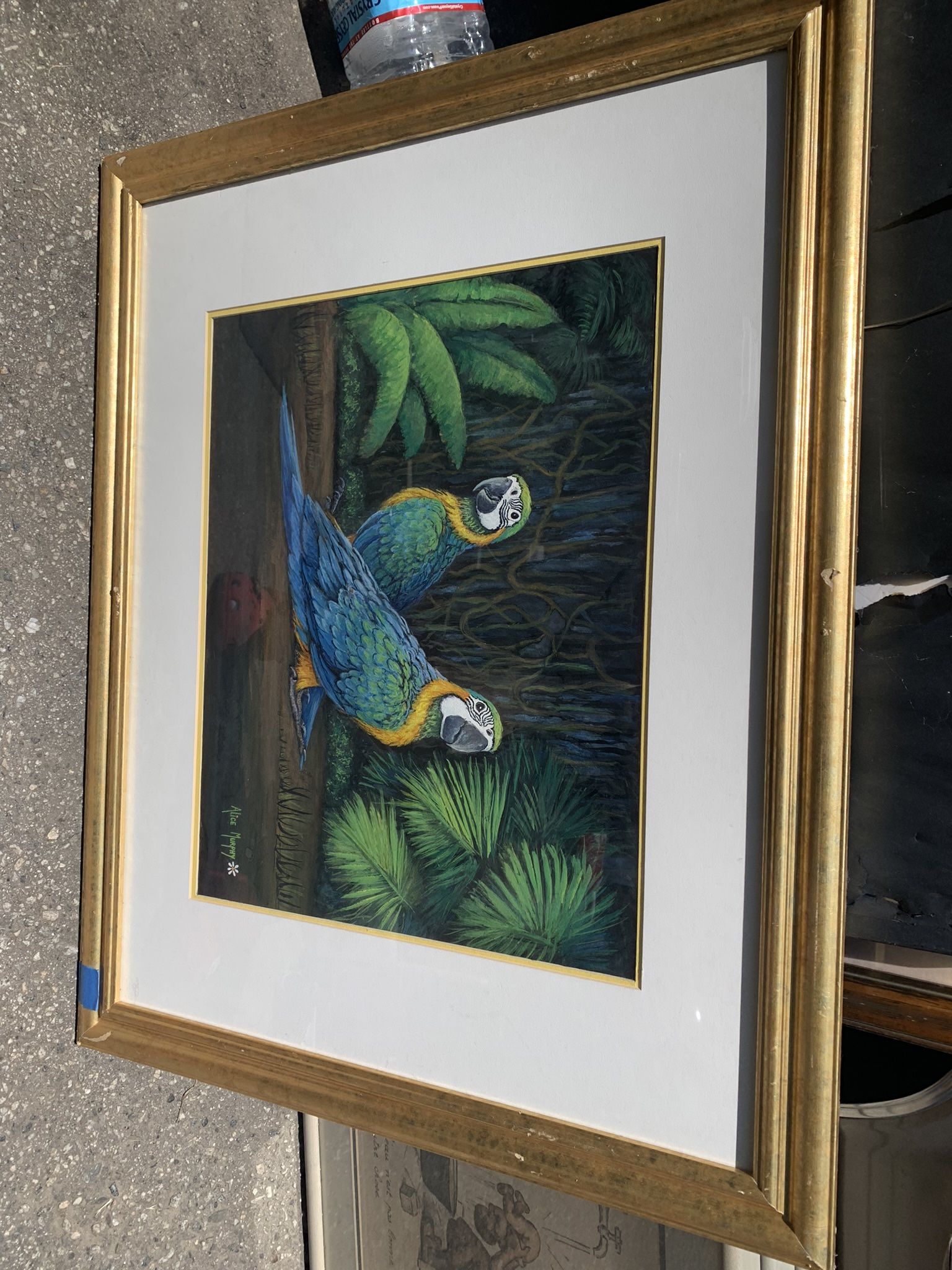 Alice Murphy Blue & Gold Macaws