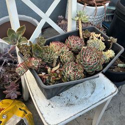 ALL SUCCULENTS plants In Pot / Planta Suculenta