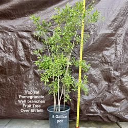 Healthy Pomegranate Well Branched Fruit Tree +/6’ Tall