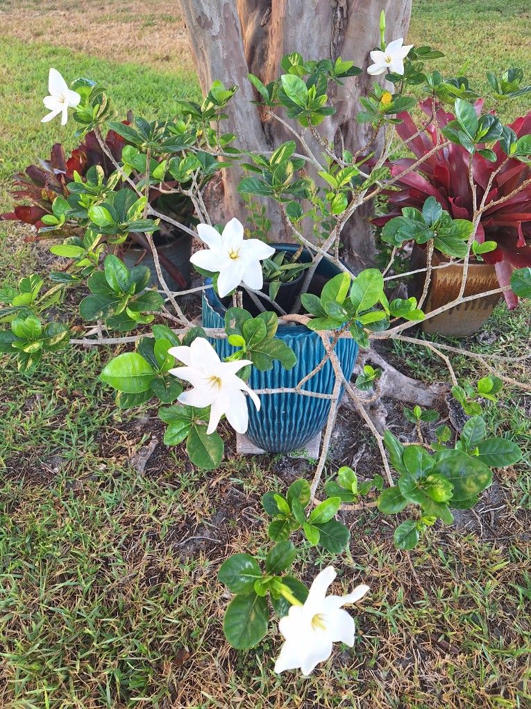 Gardenia Tahitian Mature And Blooming