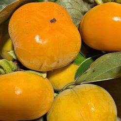 YUMMY sweet fuyu Persimmons 