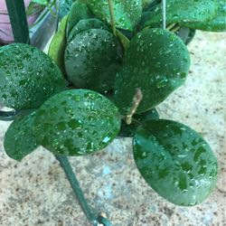 Hoya Ovobata Planta Grande
