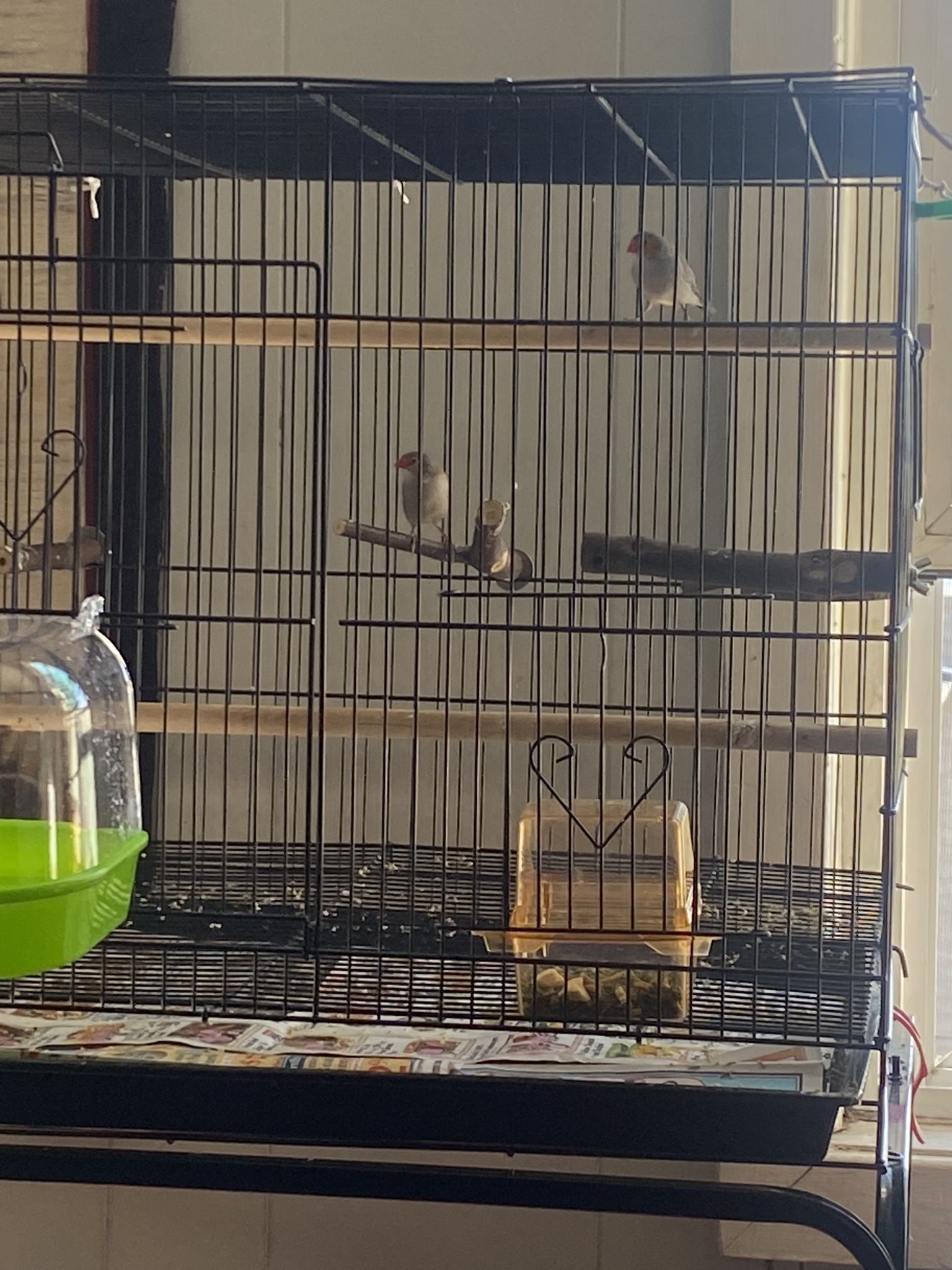 Cage And Bird For Sale