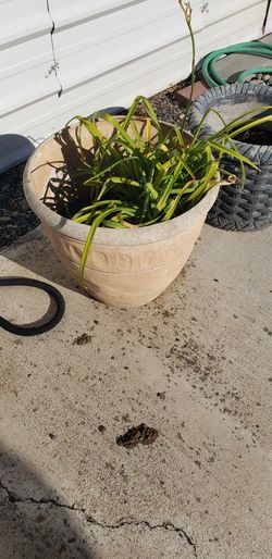 free healthy yellow lily 8/8/26 near fred meyer