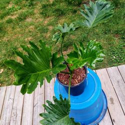 Tree Philodendron 