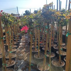 Rose Tree
