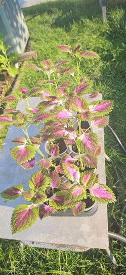14 inches beautiful Coleus