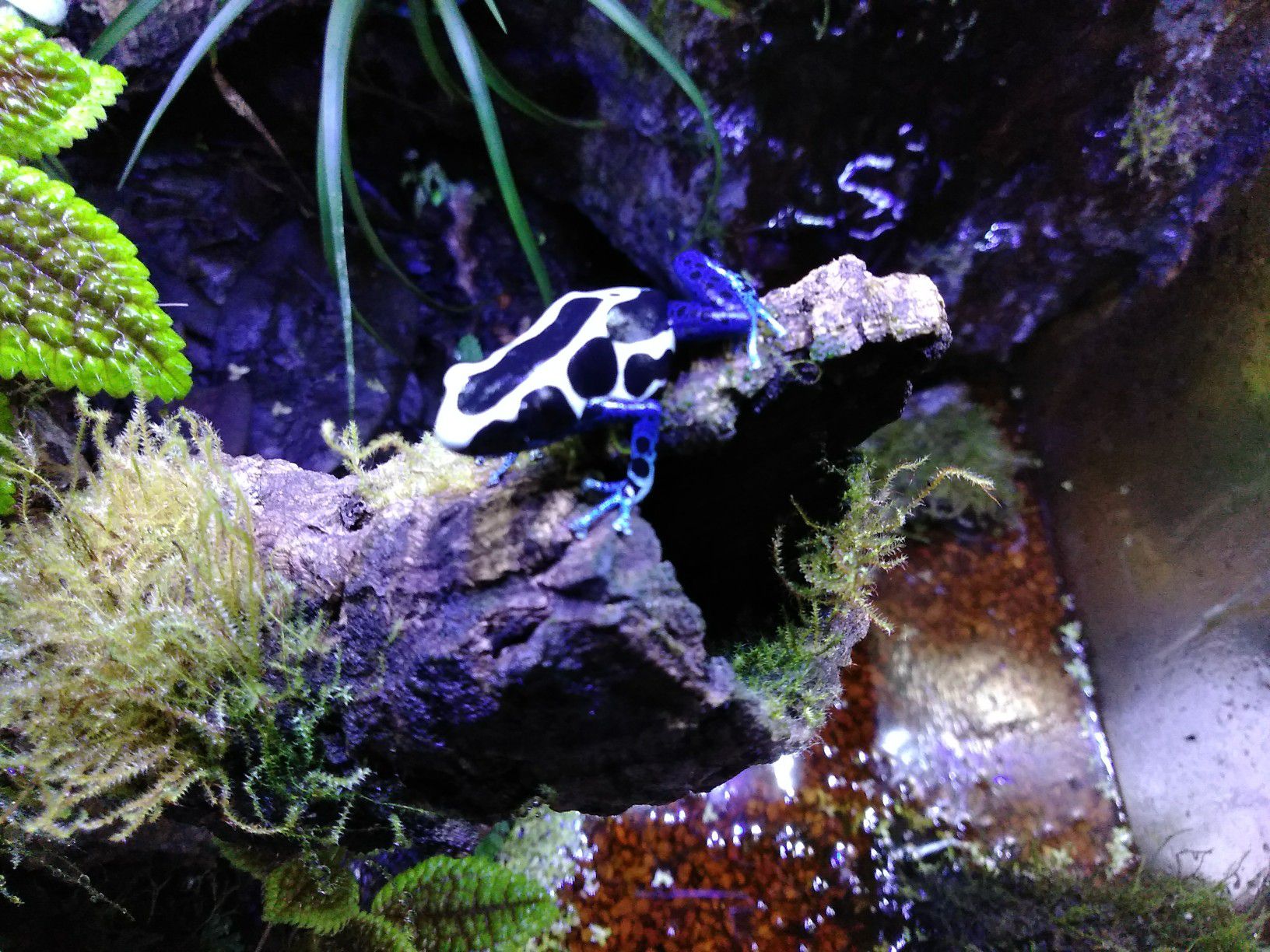 40g fully planted dart frogs