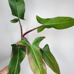 Philodendron Mexicanum #2