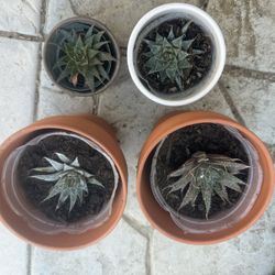 Succulents 