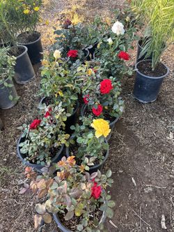 Roses $20