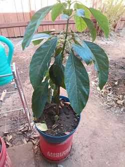 Avocado fruit tree plant