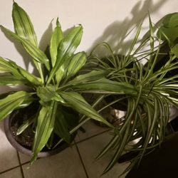 🌿 2 Plant Bundle – Dracaena Lemon Lime + Spider Plant 🌿