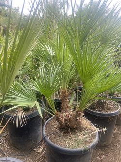 Mediterranean Fan Palms