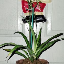 Spider 🕷️ Plant 