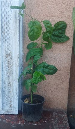 Passion fruit plant