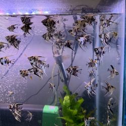 Aquarium plants