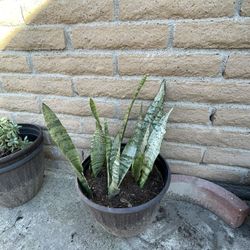 Snake Plant In Plastic Pot
