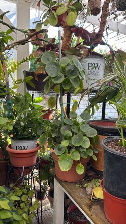 Chinese money plants