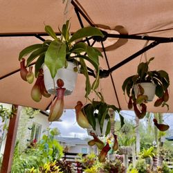 6” Pitcher Plant