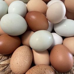 Fresh eggs