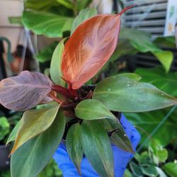 Mcolley finale 4" Plant Philodendron