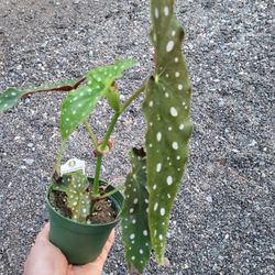 Begonia Maculata Plant 4" Pot