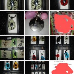 Real Insect Jewelry
