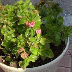 Begonia Rara De Colación 