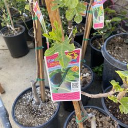 Fruit Trees
