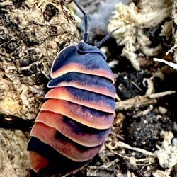 Merulanella “Red Ember Bees”