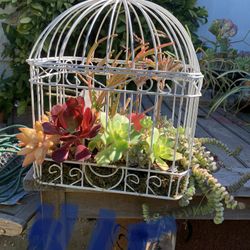 Cage The Succulents