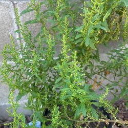 Plantas De Epazote