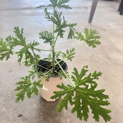 Citronella Plant Mosquito Repellent 