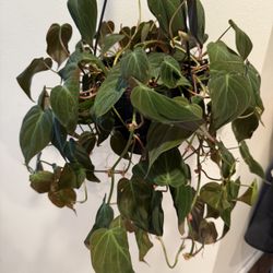 Houseplant Philodendron Mican 8” Hanging Basket 