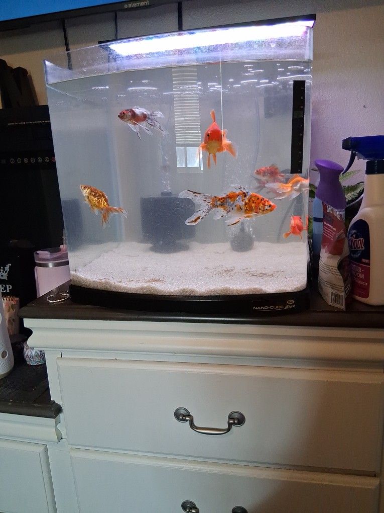 Fish Tank 