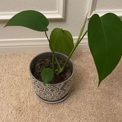 Monstera Deliciosa (Live Indoor Plant)