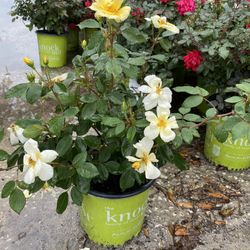 Garden Supply Center!