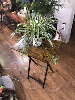 Spider Plant 🪴 w/ Lots Of Baby Streamers