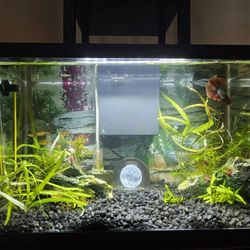Aquarium Fish Tank