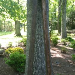 2 Treated 4 by 4 clothesline post 8 foot